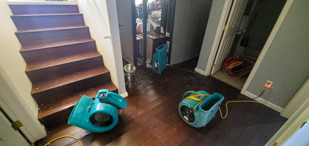 Best Mold removal after water damage  in Eslon, CA